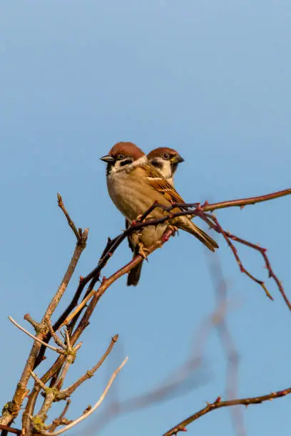 2 sparrows in a row on a branch