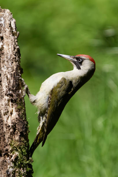 kuvapankkikuvat ja rojaltivapaat kuvat aiheesta euroopan vihreä tikka (picus viridis) - european green woodpecker