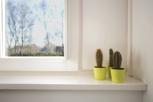 little cactus plant in a green pot stands on, the windowsill, modern design, retro