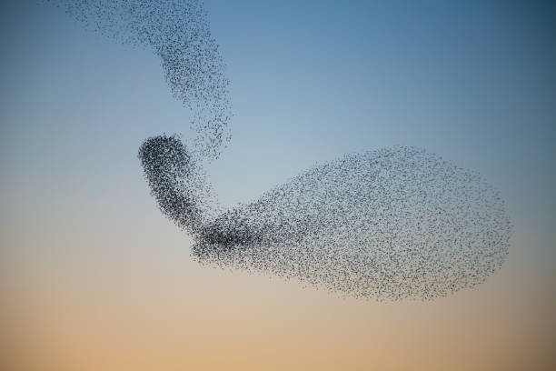 Starlings murmuring creating unusual shape in the sky Murmuring of Starlings over nature reserve early evening flock of birds stock pictures, royalty-free photos & images