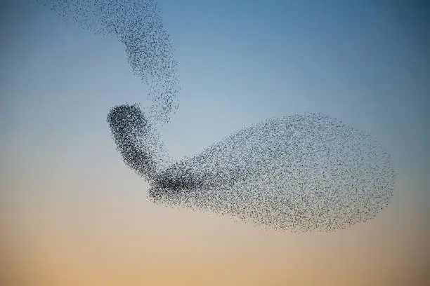 Murmuring of Starlings over nature reserve early evening