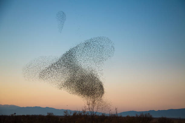 istock Early evening, starlings form a heart shape in the sky 1132817730