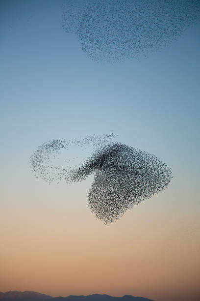 istock Flock of birds create a heart shape in the sky 1132817731