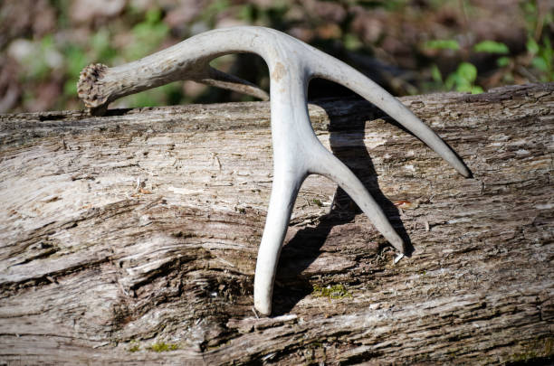 istock Antlers on a log in woods 1132820292
