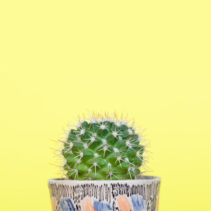 Small mammillaria cactus in a small decorative ceramic planter.