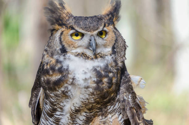 istock Great Horned Owl in woods 1132820610