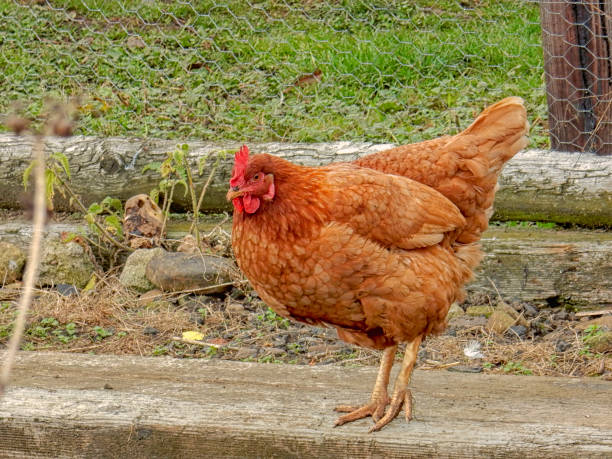 istock Brown hen on a farm 1132821129