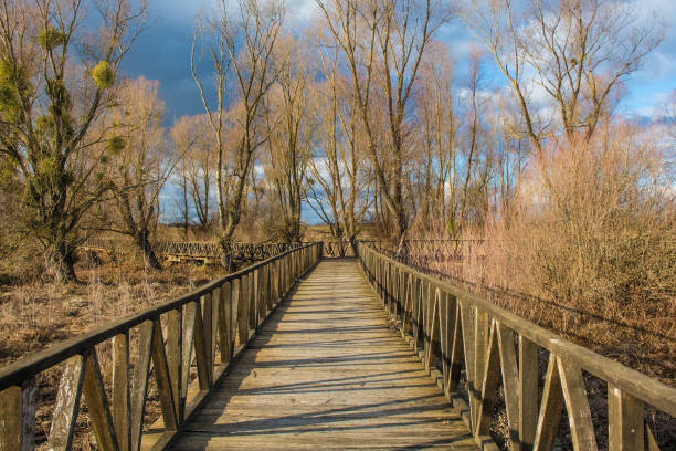 istock Kopacki Rit Nature Reserve 1132822964