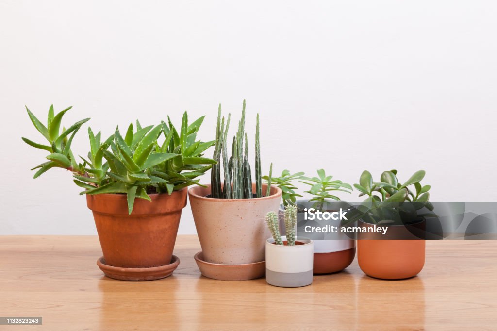 Succulents and various pots. Flower Pot Stock Photo