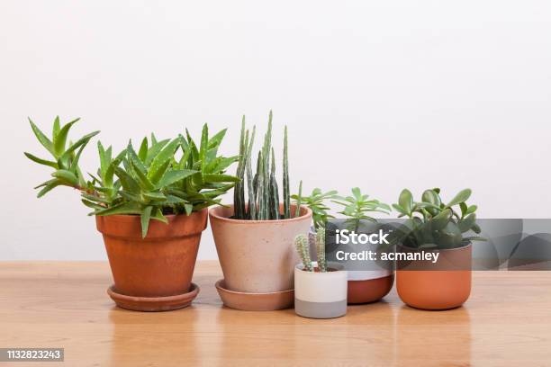 Succulents And Various Pots Stock Photo - Download Image Now - Flower Pot, Plant, Terracotta