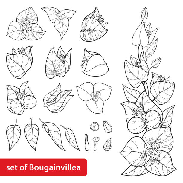 Vector set with outline Bougainvillea or Buganvilla flower bunch with bud and leaf in black isolated on white background. Vector set with outline Bougainvillea or Buganvilla flower bunch with bud and leaf in black isolated on white background. Tropical ornate Bougainvillea in contour for summer design or coloring book. bougainvillea stock illustrations