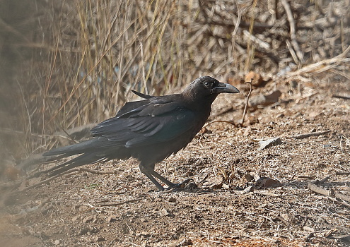 Crow scavenging for food on the ground.