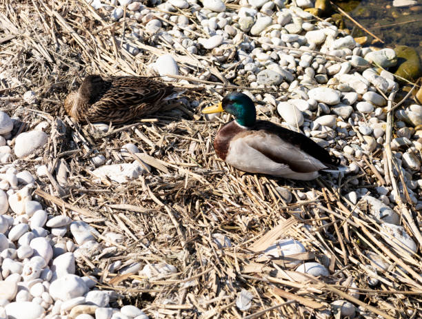 istock couple of ducks resting 1132825896