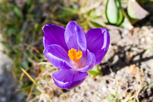 fioletowy kwiat krokusa. - saffron crocus spring nature crocus zdjęcia i obrazy z banku zdjęć