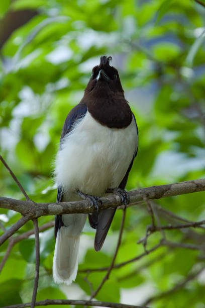 istock One curl-crested jay (Cyanocorax cristatellus), a jay from South America 1132828127