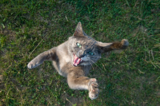 chat fâché - sifflement photos et images de collection