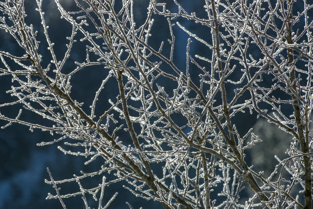 istock Abstract of frost on branches. 1132829953