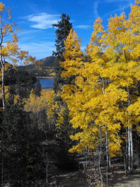 istock Aspens with blue sky of Colorado 1132831046
