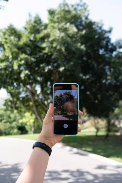 istock Taking picture of a tree with a smartphone 1132831149
