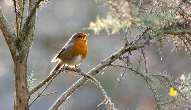 Robin singing in a tree A robin sitting on a thorny tree with its beak open singing animal call stock pictures, royalty-free photos & images