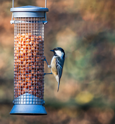 A coal tit clutching on to a bird feeder filled with peanuts.