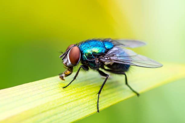 Exotic Drosophila Fruit Fly Diptera Parasite Insect on Plant Leaf Exotic Drosophila Fruit Fly Diptera Parasite Insect on Plant Leaf Macro Photo housefly stock pictures, royalty-free photos & images
