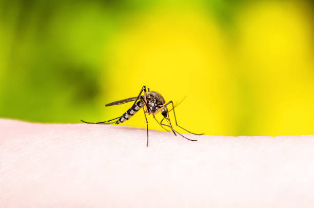 Encephalitis, Yellow Fever, Malaria Disease or Zika Virus Infected Culex Mosquito Parasite Insect Macro on Yellow Background stock photo