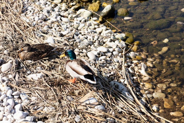 a couple of ducks resting on the shore of the lagoon, one of then has a green head