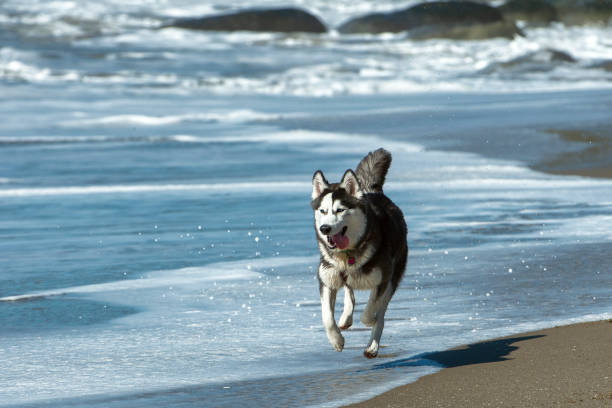 istock One Black and White Dogs Playing on the Beach 1132836595