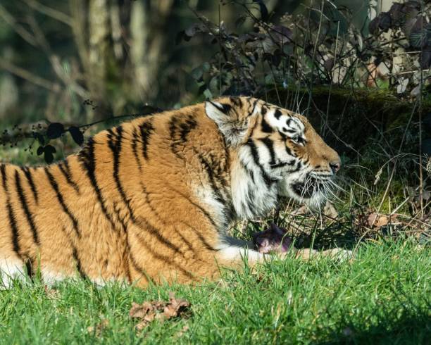 istock Tiger laid in the grass 1132836966