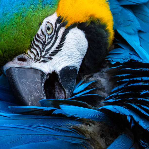 コンゴウインコ顔クローズアップ - gold and blue macaw ストックフォトと画像