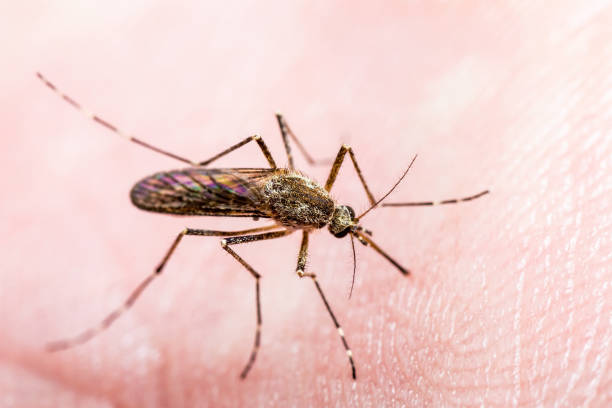 Encephalitis, Yellow Fever, Malaria Disease or Zika Virus Infected Culex Mosquito Parasite Insect Macro stock photo