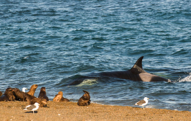 istock Killer whale , hunting sea lions 1132839969