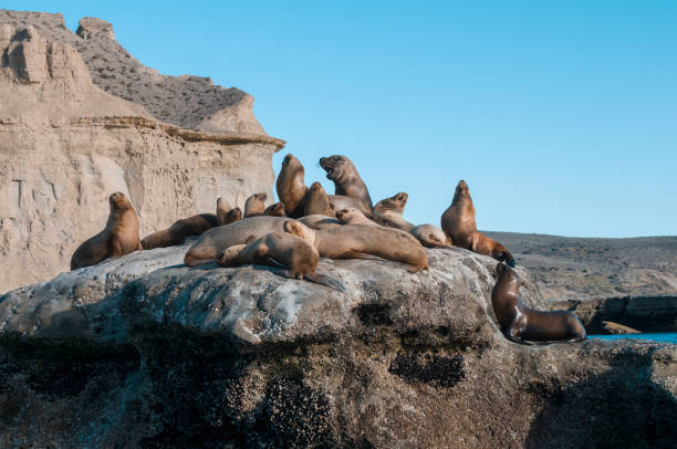 istock Sea Lion, and calf 1132840369