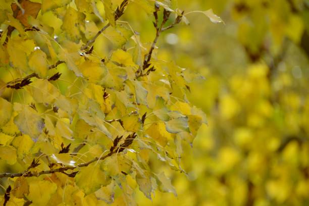 Yellow leaves and trees in autumn. Yellow leaves and trees in autumn. luz solar stock pictures, royalty-free photos & images