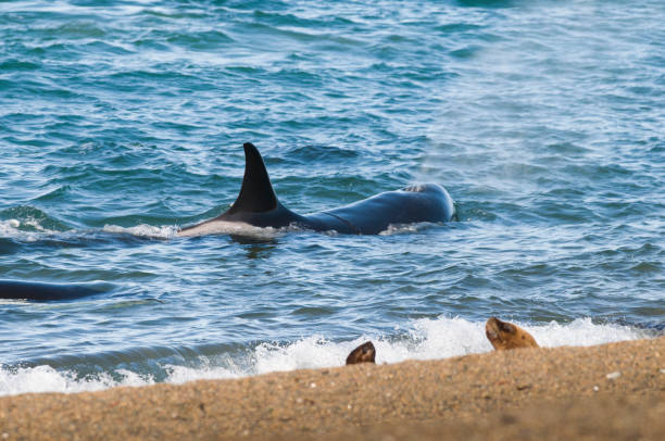 istock Killer whale , hunting sea lions 1132842523