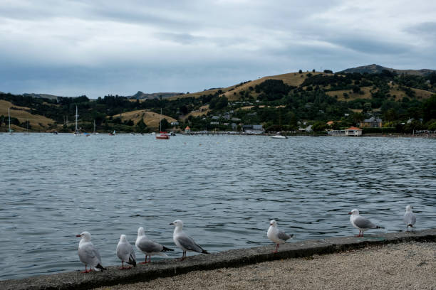 뱅크스 반도, 남 섬, 뉴질랜드 - akaroa banks peninsula bay sea 뉴스 사진 이미지