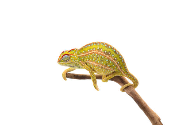 istock The carpet chameleon isolated on white background 1132845147
