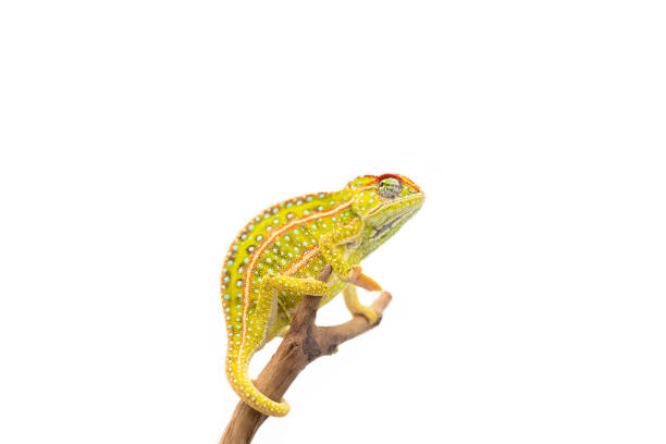 istock The carpet chameleon isolated on white background 1132845153