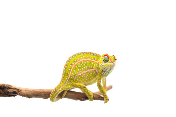 istock The carpet chameleon isolated on white background 1132845163