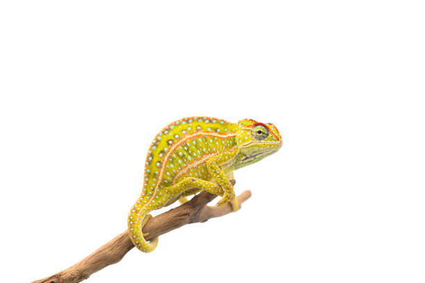 istock The carpet chameleon isolated on white background 1132845217