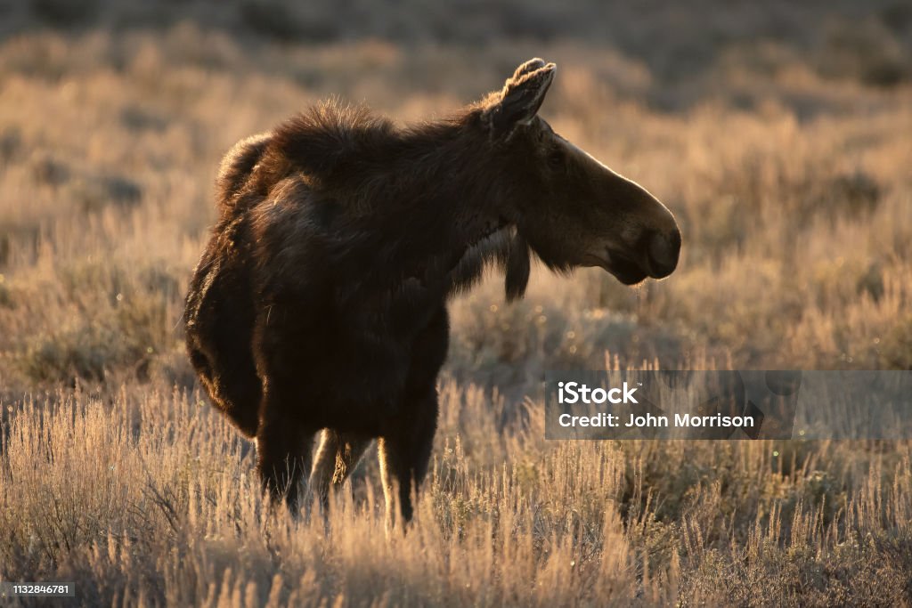 무스 와이오밍 주 이른 아침의 무스 0명에 대한 스톡 사진 및 기타 이미지 - 0명, 걷기, 경외감 - iStock