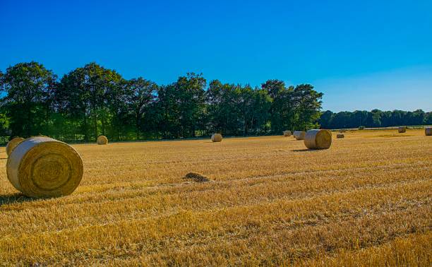 istock Wonderful landscape view in Lingen in Germany 1132847517