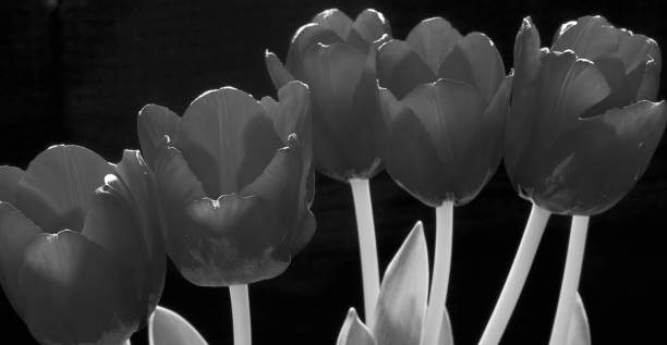 istock Tulips black and white photo 1132847634