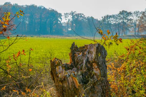 Picture shows a wonderful landscape view in Lingen in Germany.