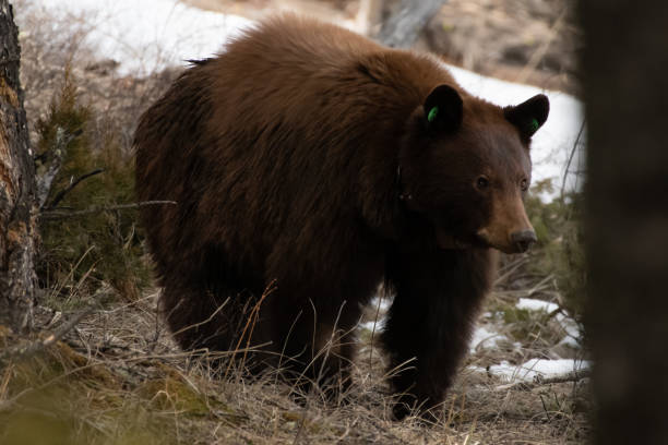 istock Cinnamon colored black bear mother in Yellowstone 1132847838