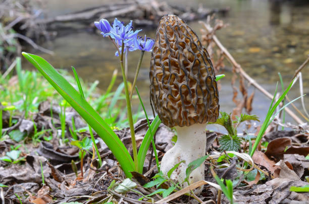 Photo of Black Morel and Wild hyacinth flower on the creek bank