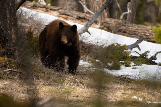 istock Cinnamon colored black bear mother in Yellowstone 1132847998