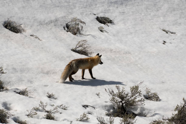 istock Red fox walking in Yelllwstone 1132848610