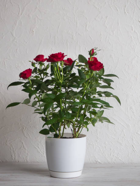 istock Red rose in a pot on a wooden table. 1132848891